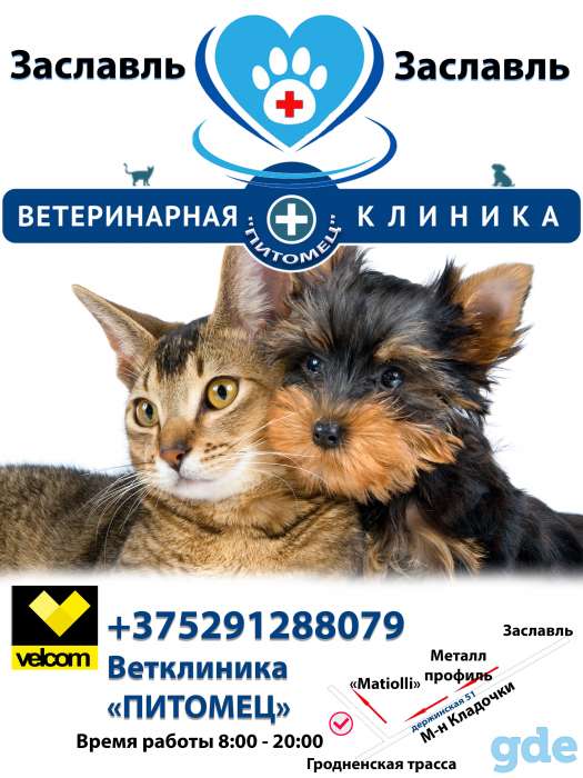 Ветеринарные услуги в Заславле. Качественно, по гос.ценам., фотография 1