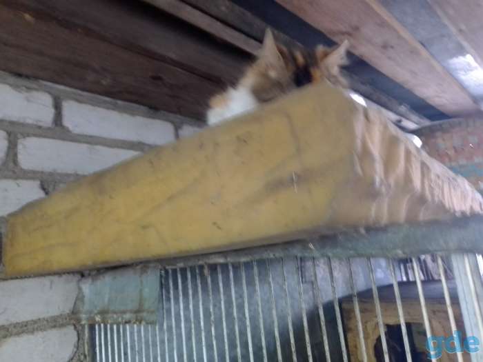Кошка и котята в дар, фотография 2
