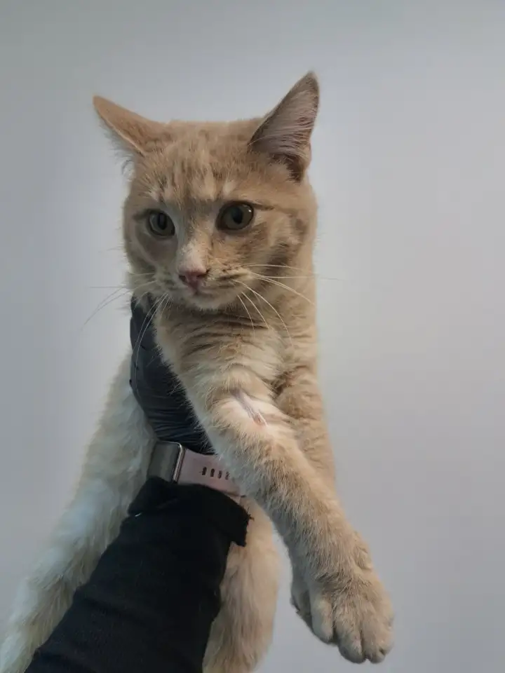 Кот ВАСИЛИО ищет дом, фотография 5