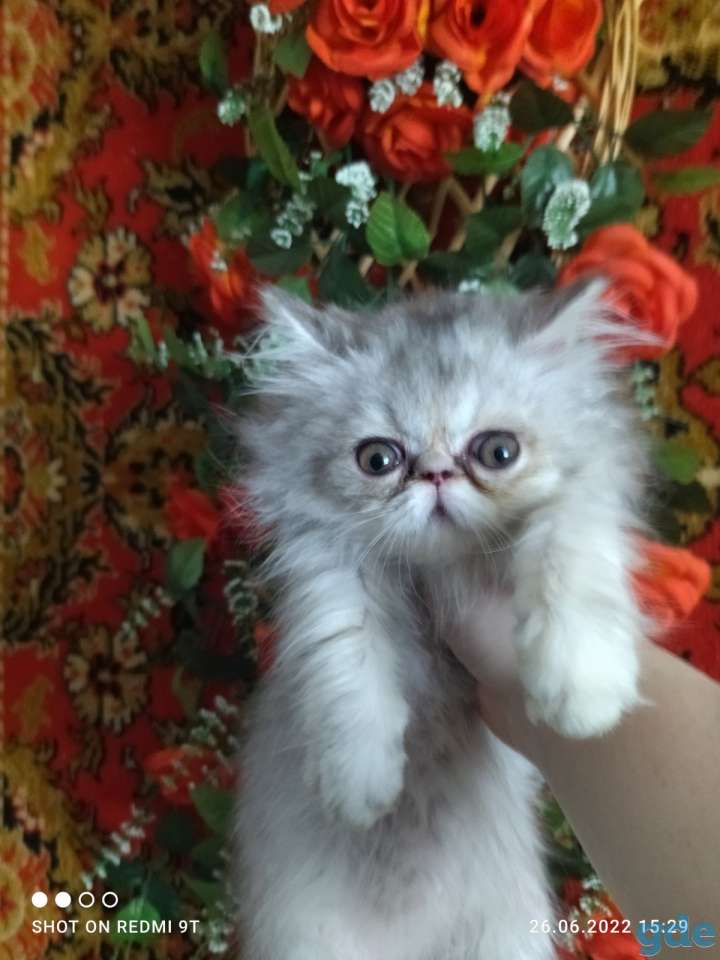Персидские котята экстремального типа чистокровные.Персы.Котята., фотография 7