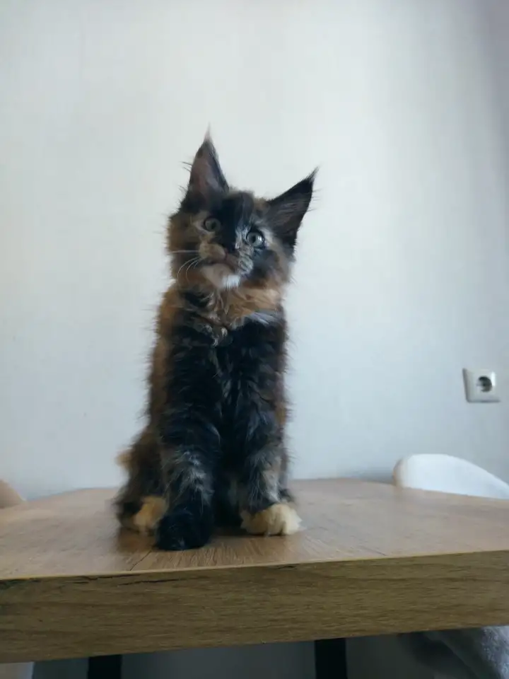 Котёнок Мейнкун, фотография 1