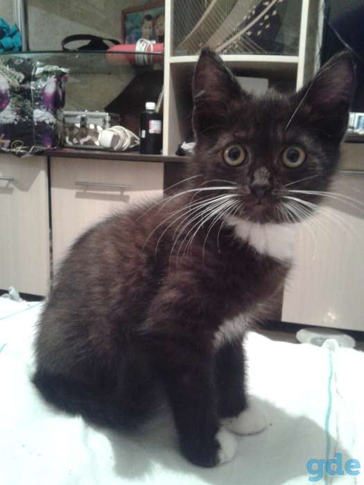Котенок в дар, фотография 4