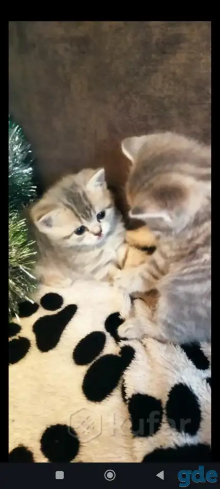Шотландские чистокровные котята, фотография 17