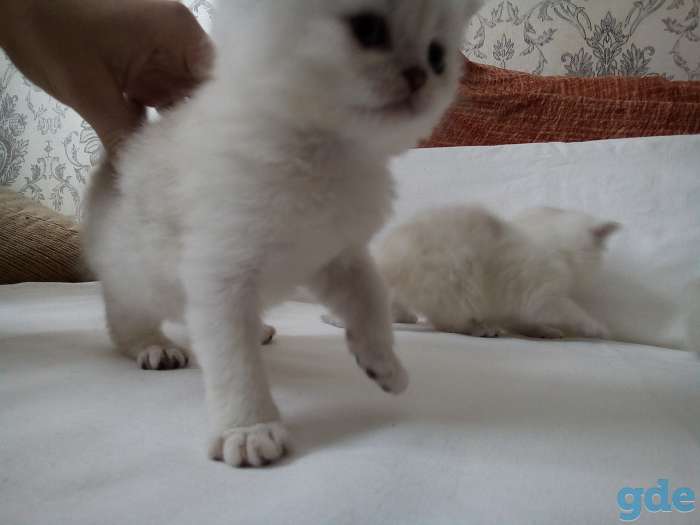 Котята британской серебристой шиншиллы с шоколадным отливом, фотография 5
