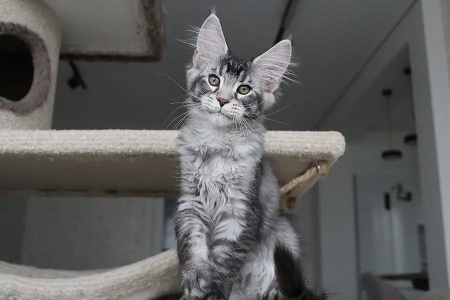 Котёнок мейн кун!, фотография 2