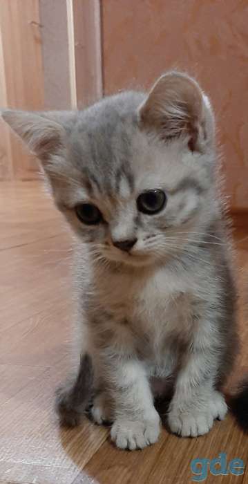 Котята шотландские, фотография 1