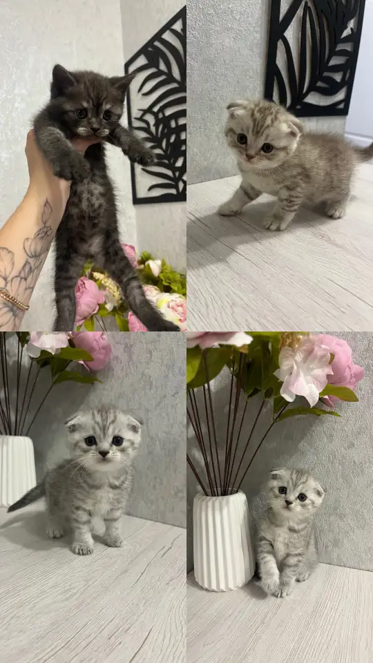 Шотландские котята, фотография 1