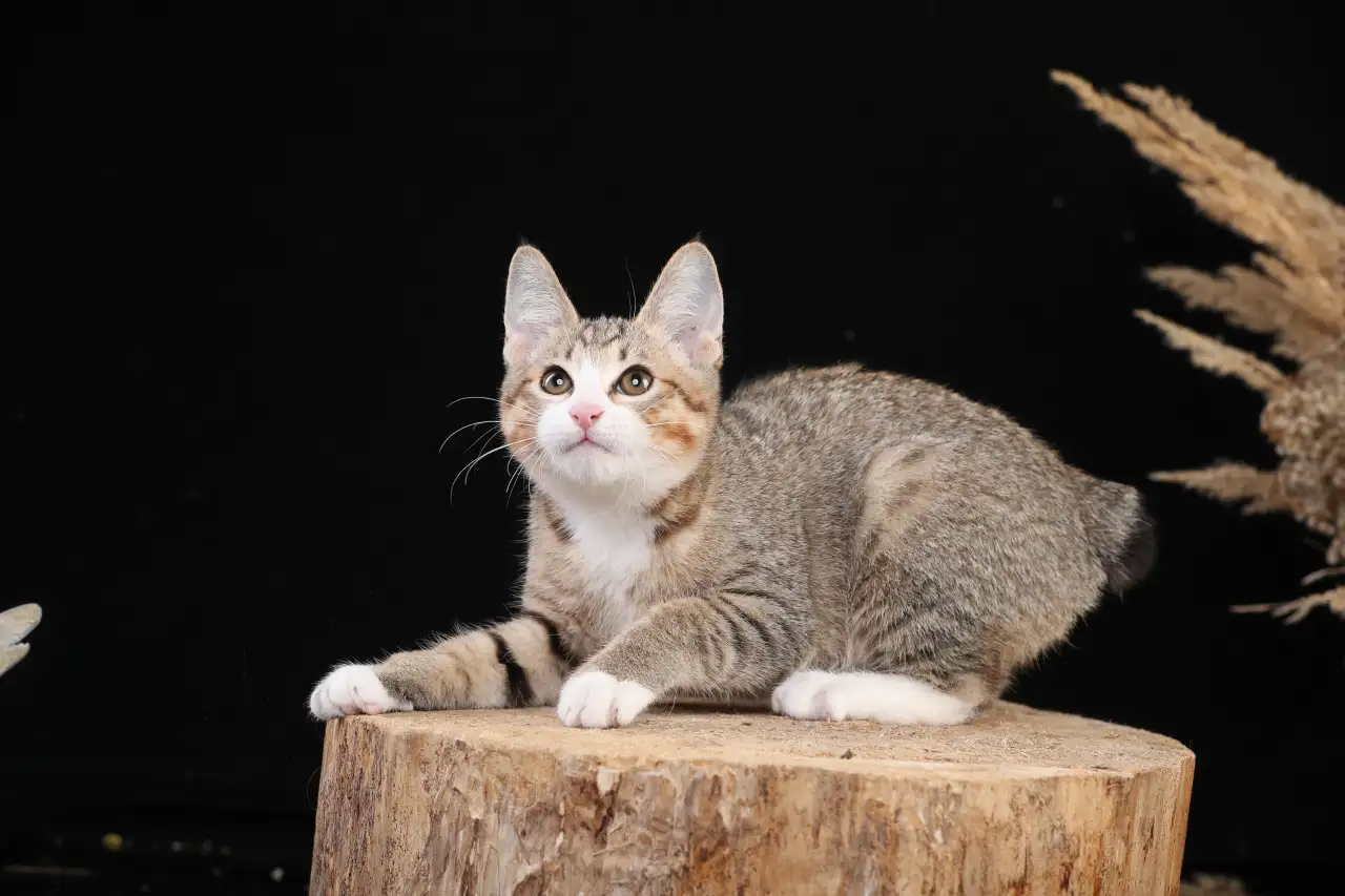 Котята курильского бобтейла, фотография 8