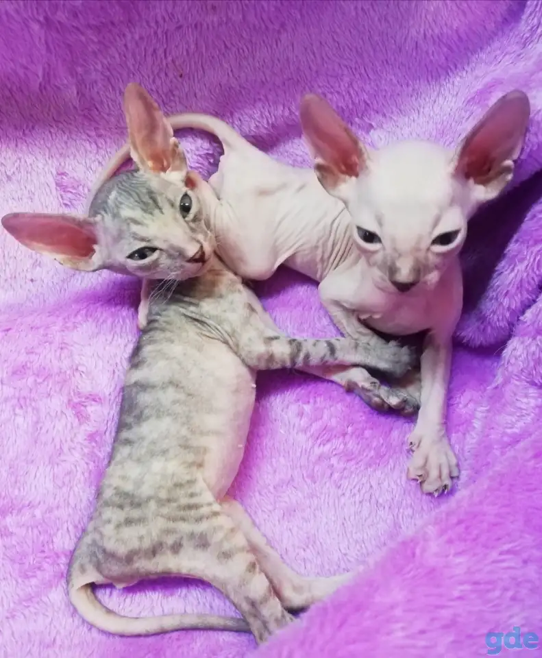 Котята Донского сфинкса, фотография 2