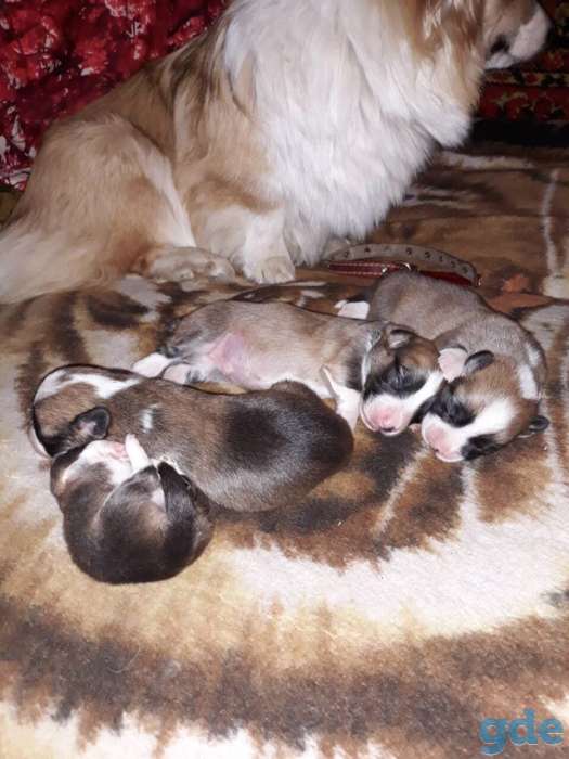Продаю щенков Вельш Корги Пемброк, фотография 3