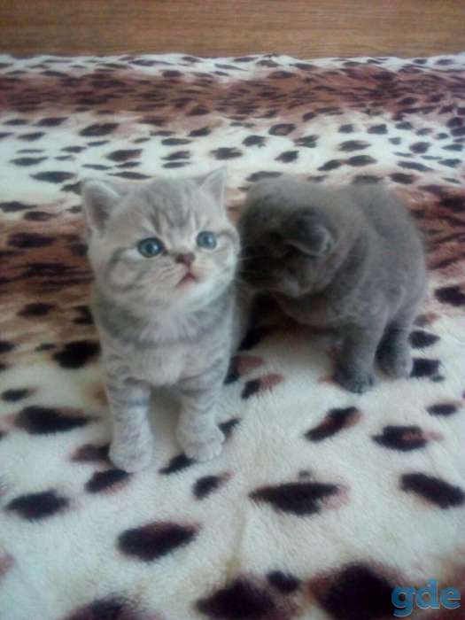 Шотландские котята, фотография 6