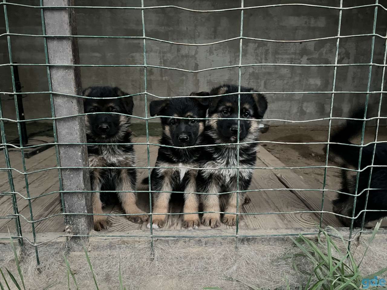 Щенки немецкой овчарки, фотография 2