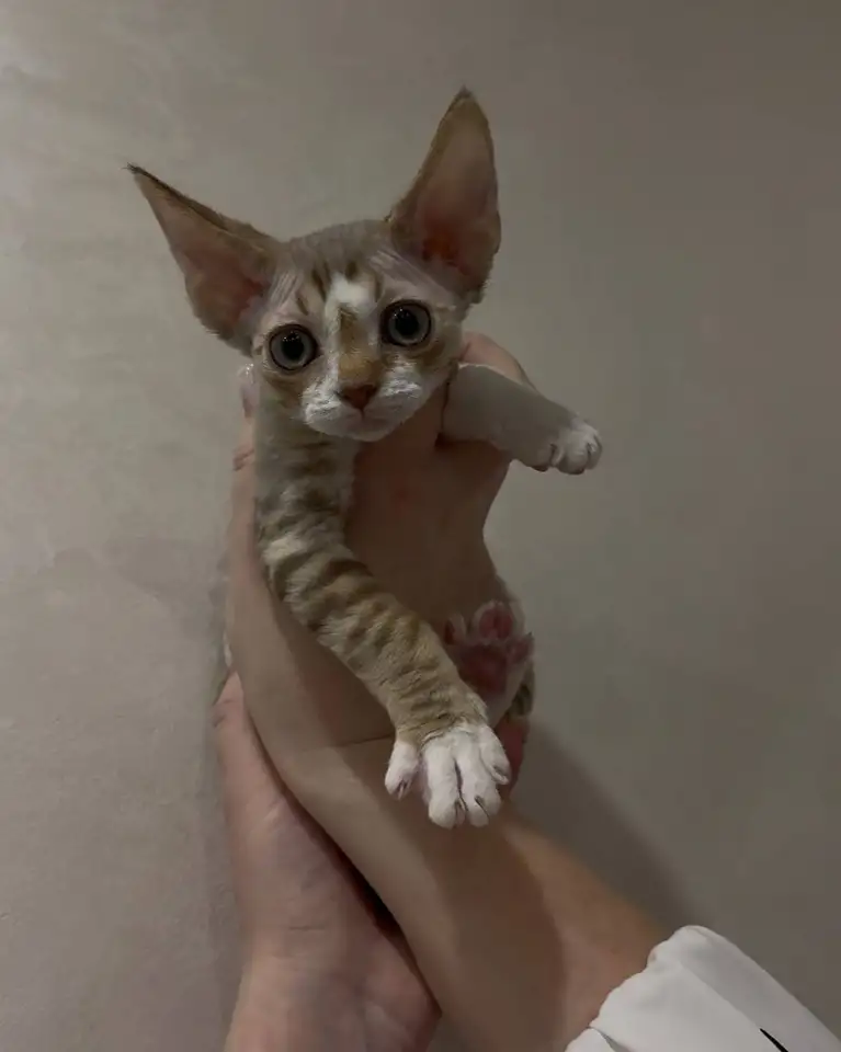 Котенок ДевонРекс, фотография 2