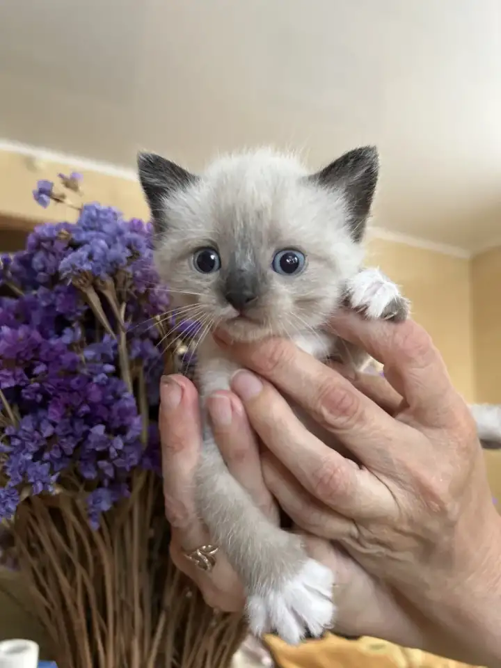 Котята ищут новый дом, фотография 1