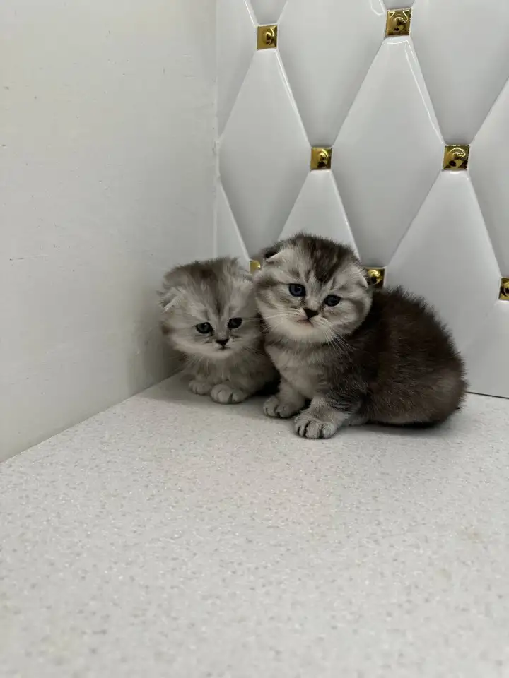 Шотландские котята, фотография 5