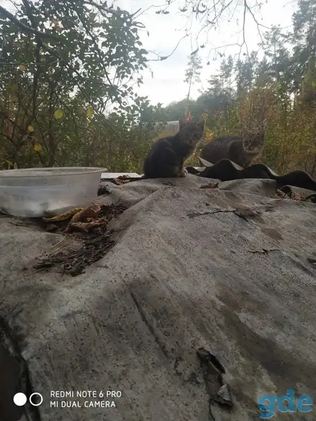 Котята нужен дом срочно помогите, фотография 1