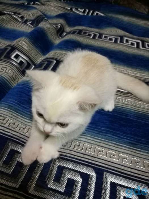 Породистые котята, фотография 2