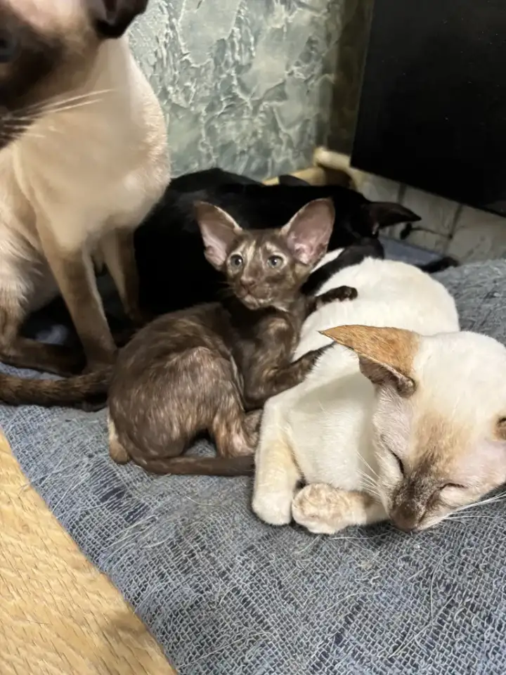 Ориентальные котята, фотография 5
