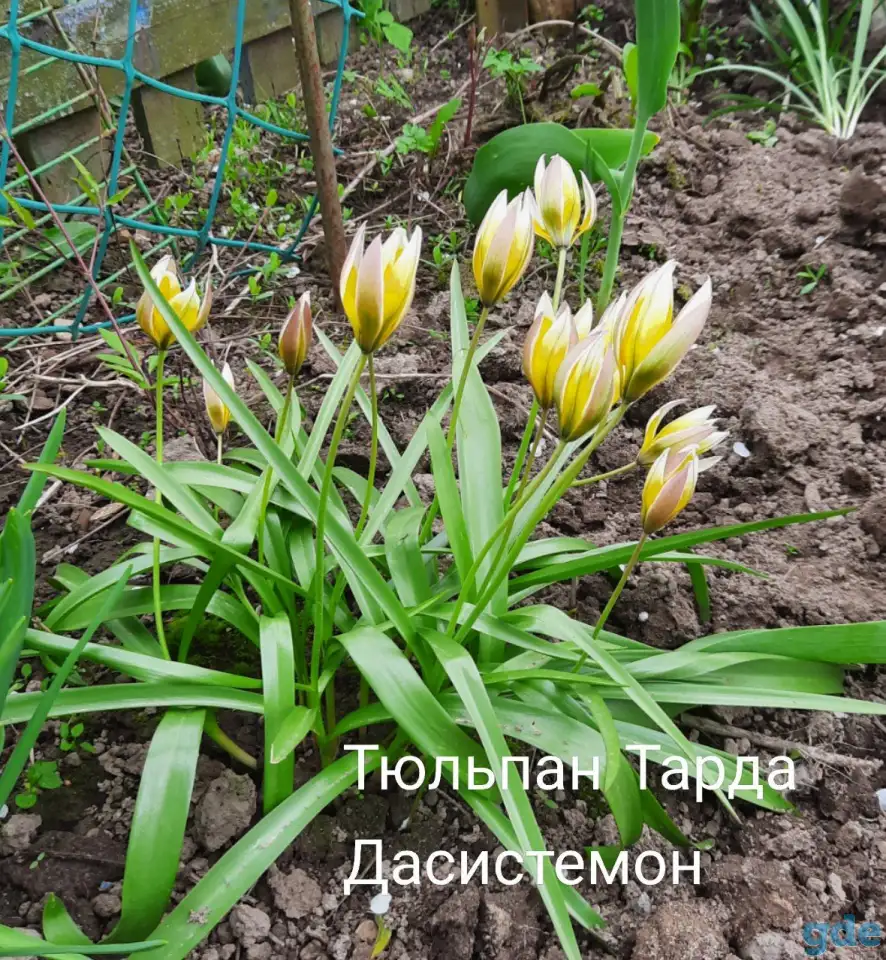 Цветы многолетники от 2р, фотография 1