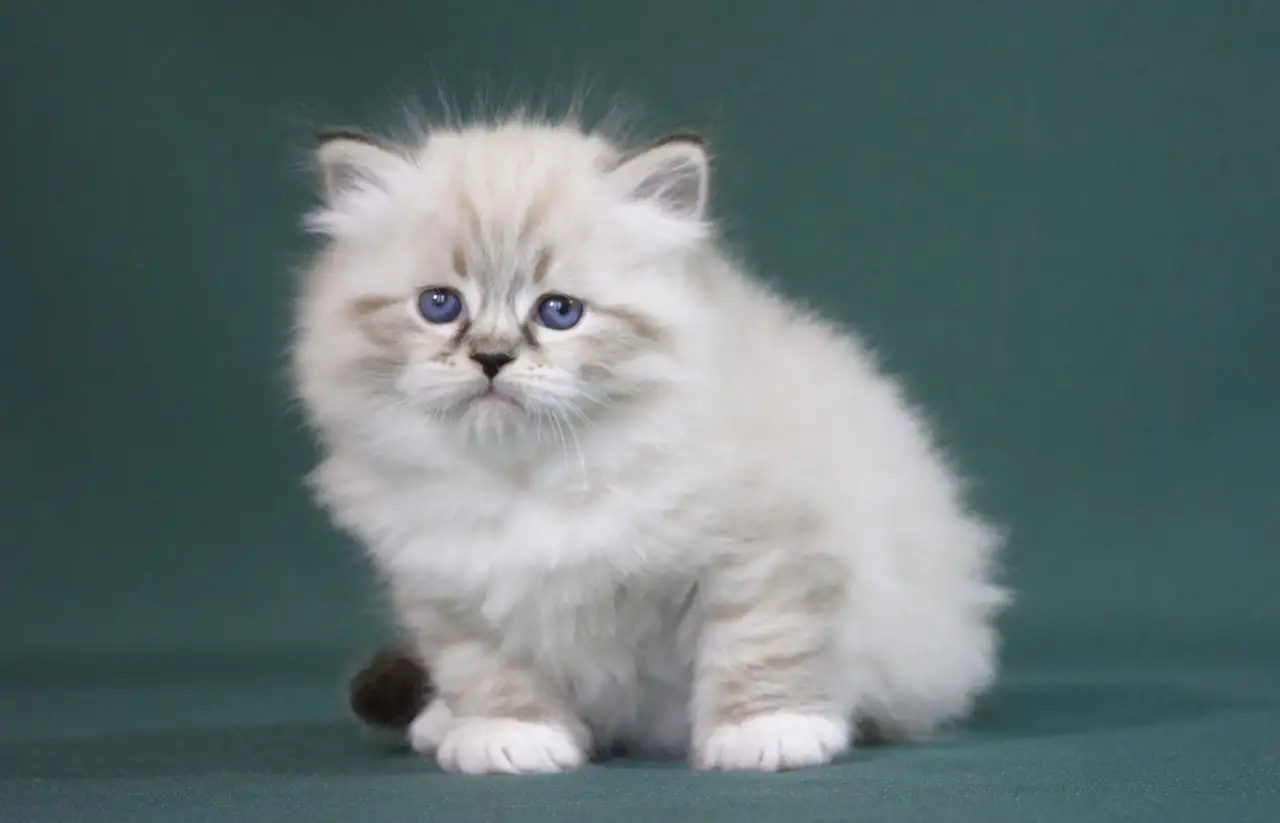 Сибирский котенок, невский маскарадный котенок, фотография 6
