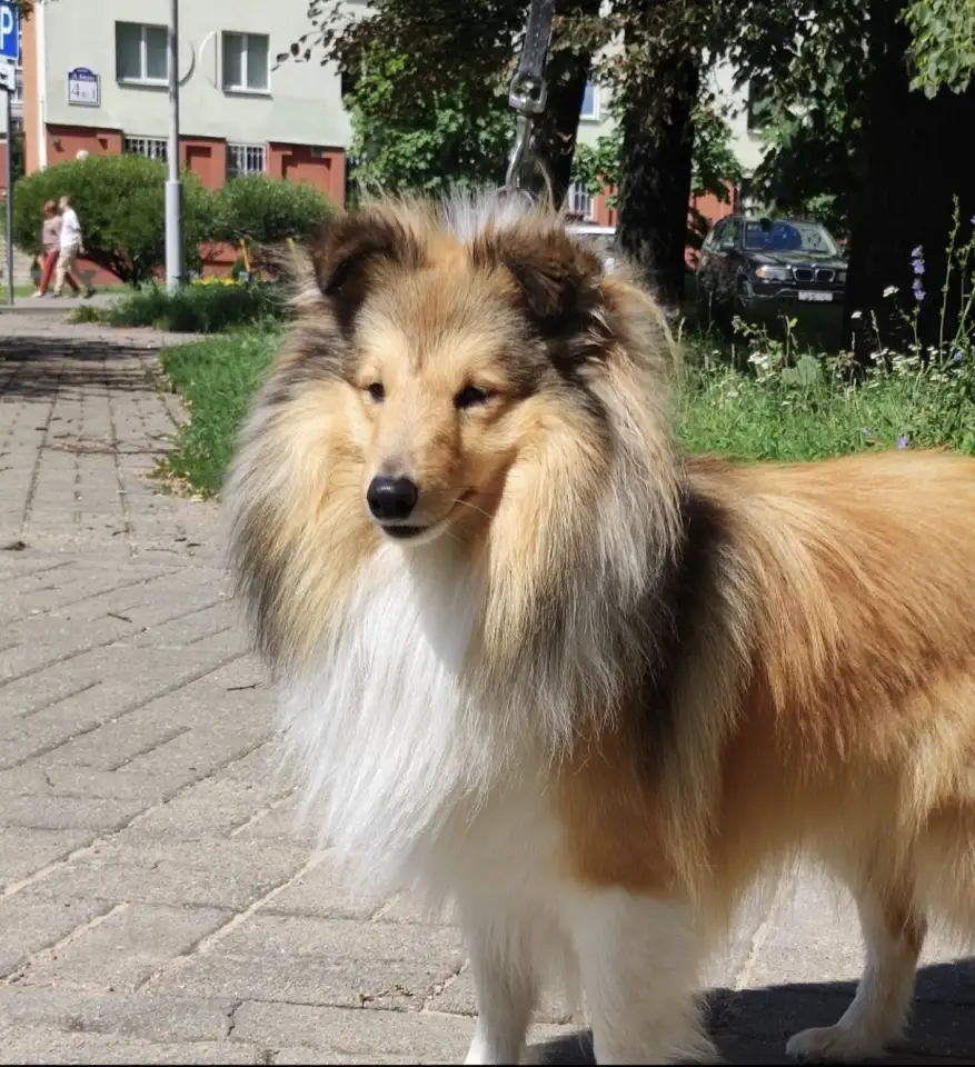 ШЕЛТИ щенок, фотография 3