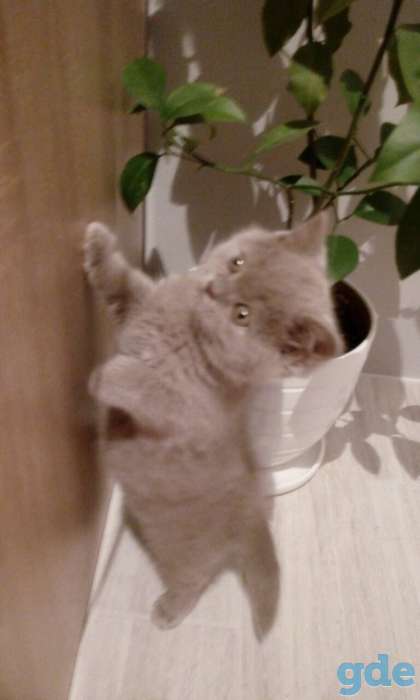 Британские котята, фотография 4