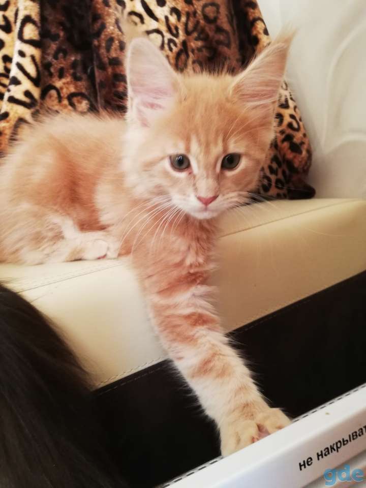 Мейн-кун котята, фотография 3