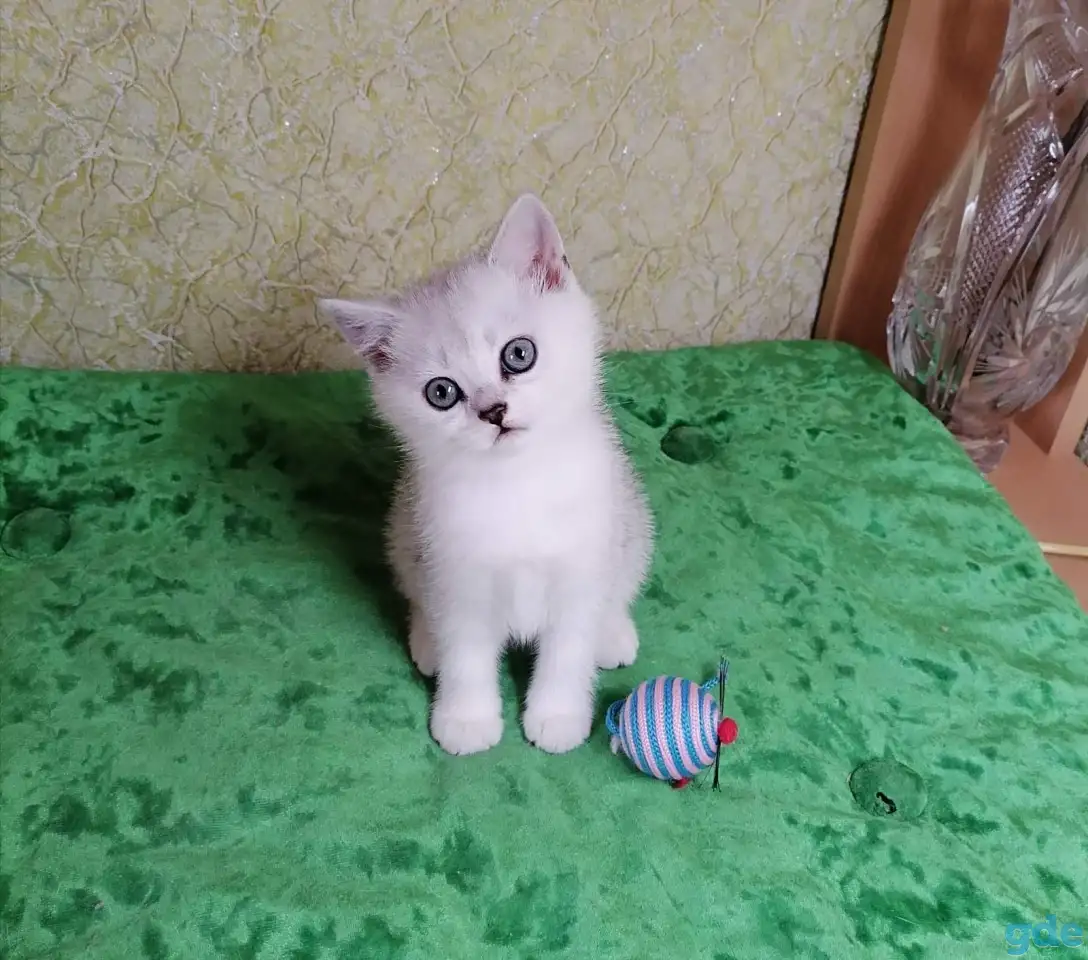 Британские котята, фотография 3