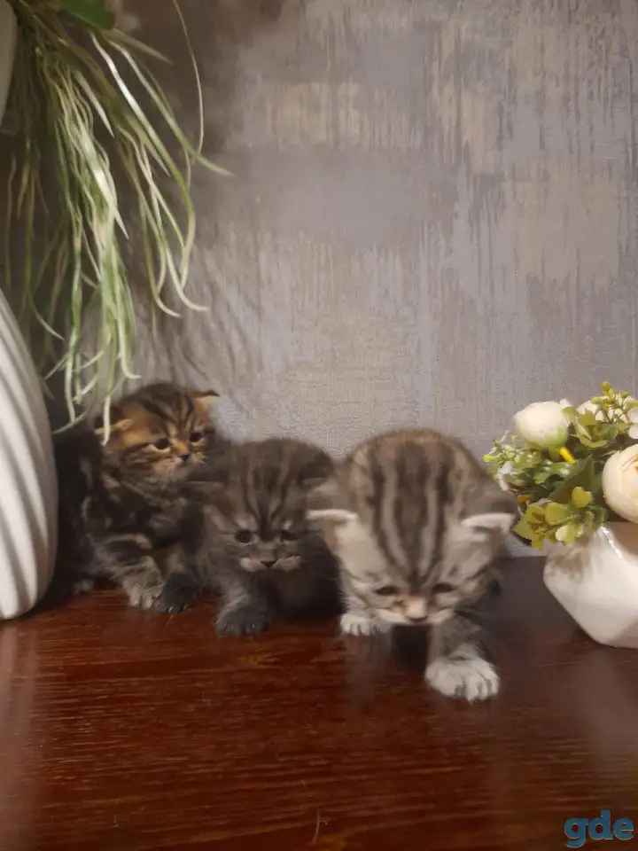котята шотландские (страйт,фолд), фотография 7