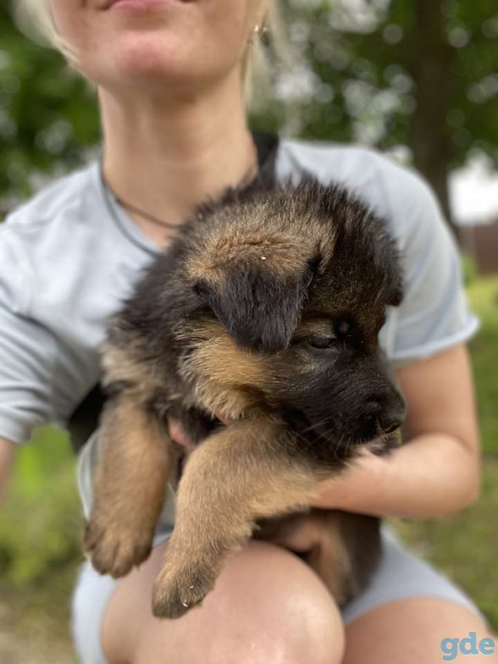 Продам щенков немецкой овчарки, фотография 6