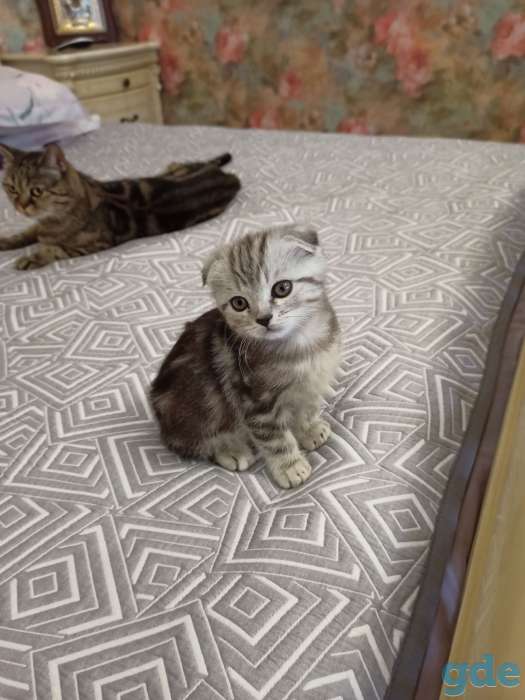 котята шотландские, фотография 3