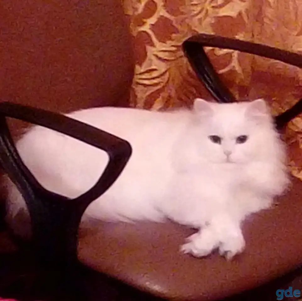 Подарю ангорскую кошечку, фотография 1