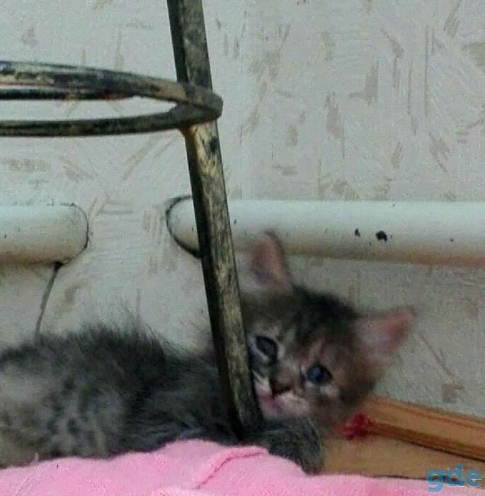 Срочно! Милые котята ищут нового хозяина, фотография 5