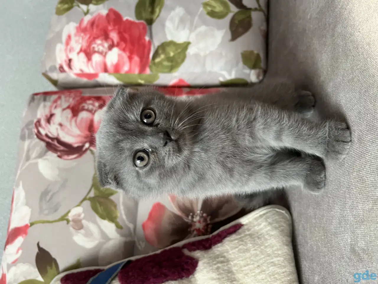Шотландские котята, фотография 3