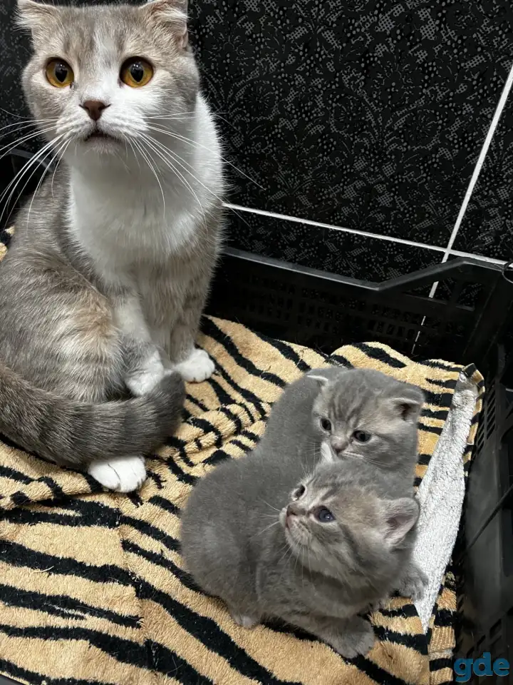 Шотландские котята, фотография 7