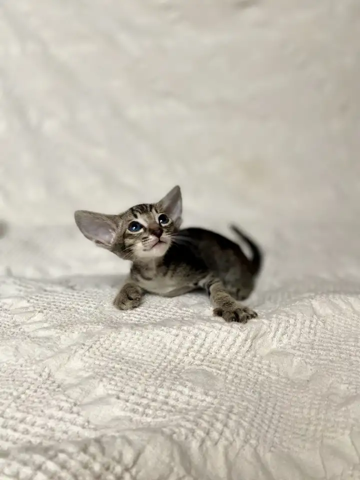 Котята породы петерболд, фотография 8