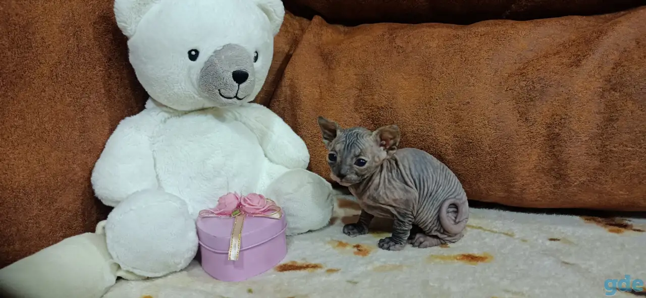 Котята Канадского Сфинкса, фотография 4