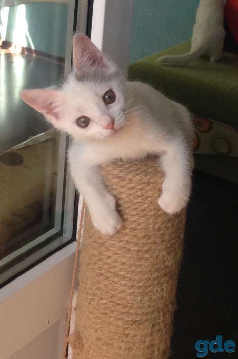 Котёнок ищет дом, фотография 8