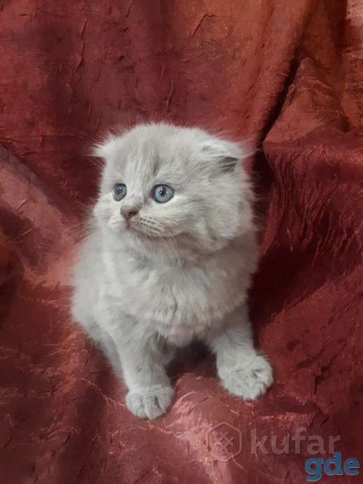 Продам котенка от вислоухой шотландской, фотография 2