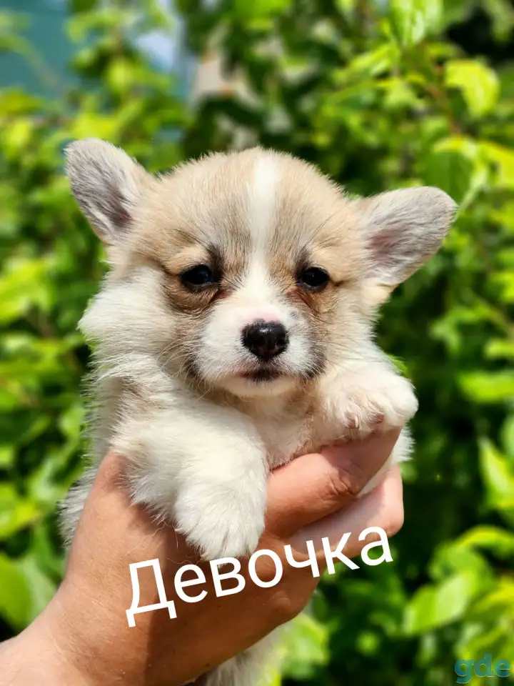 Вельш-корги пемброк., фотография 1