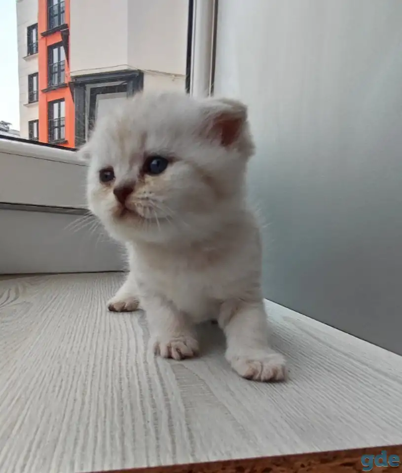 Котята шотландские, фотография 6