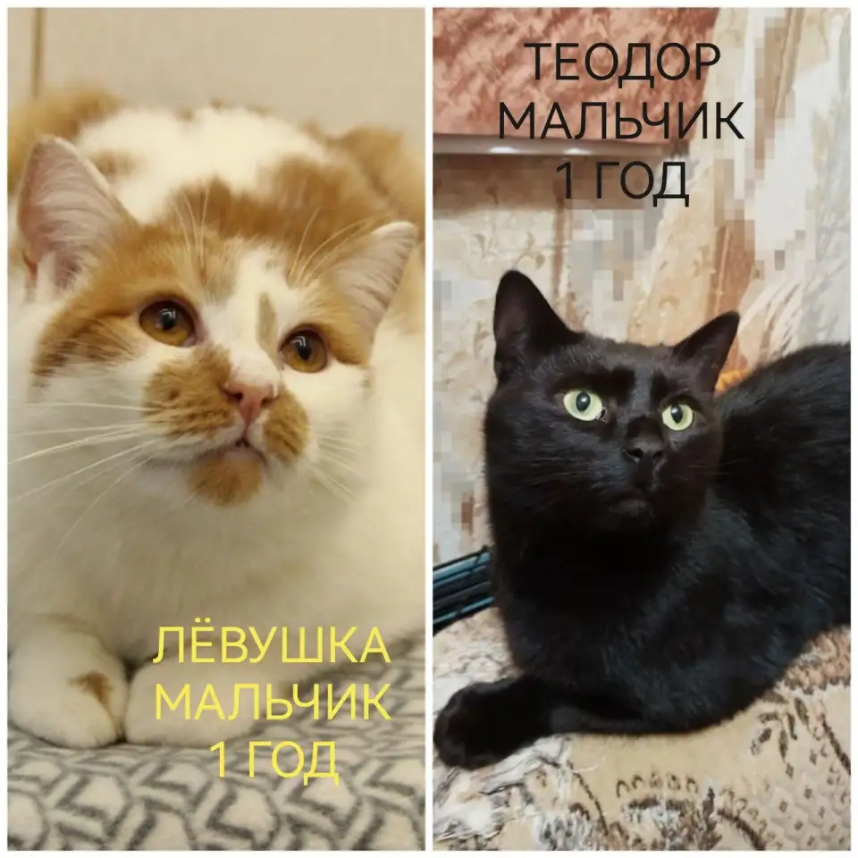 ПОЖАЛУЙСТА, НЕ ПРОХОДИТЕ МИМО!!!, фотография 3