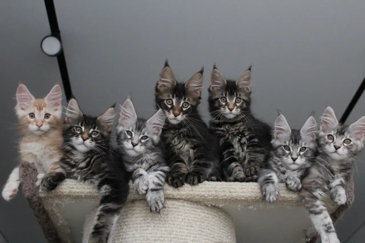 Котята мейн кун!, фотография 5