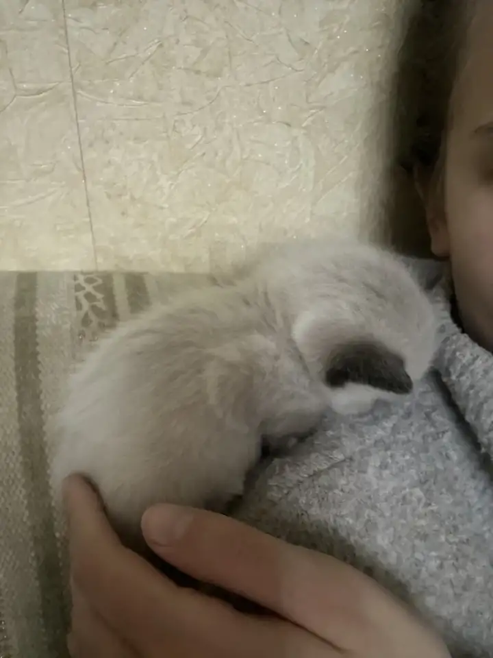 Котята ищут новый дом, фотография 6