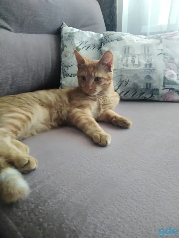 Котята, фотография 4