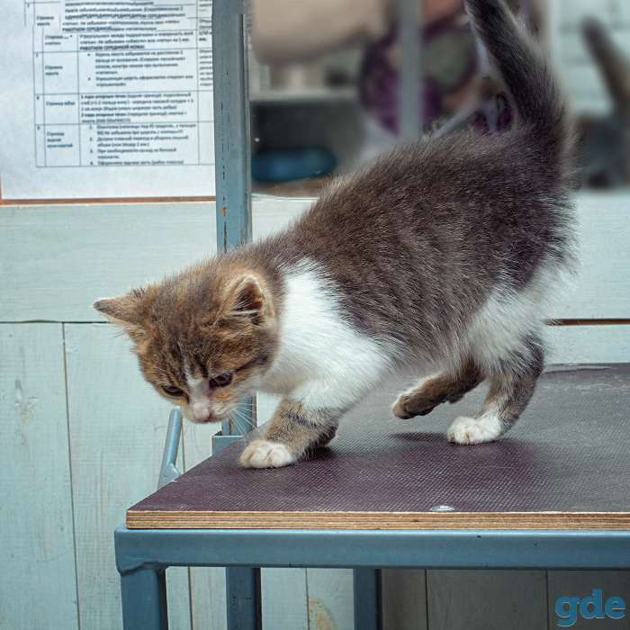 котята в дар, фотография 10