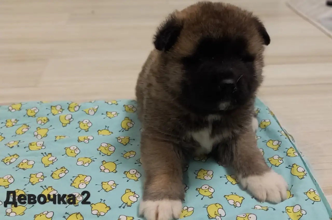 Продам щенков Американская Акита, фотография 8