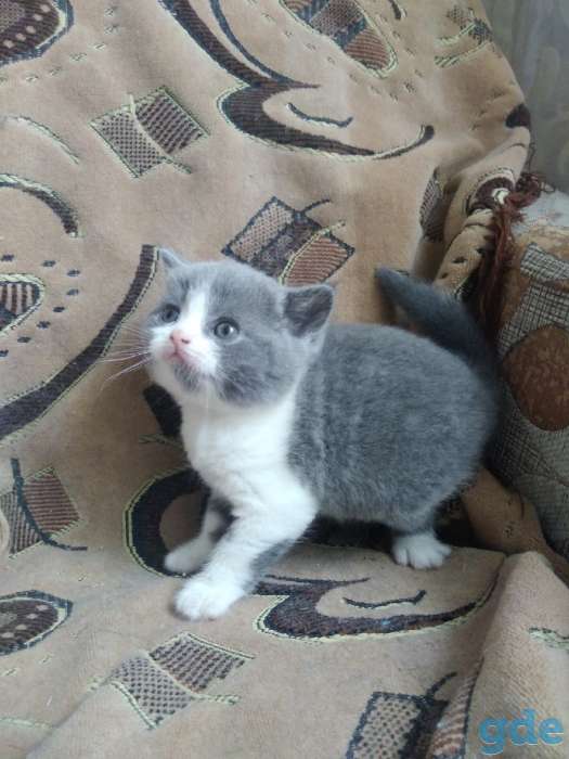 Британские котятп, фотография 6