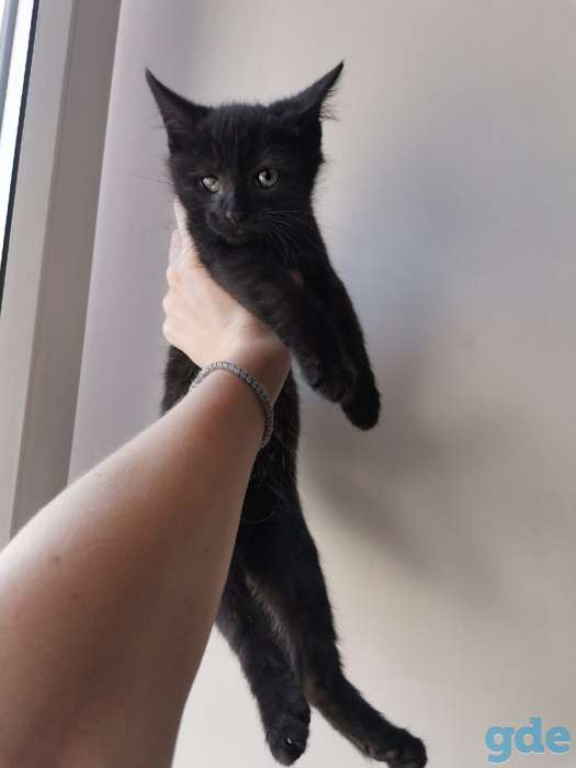 Котенок ищет дом, фотография 5