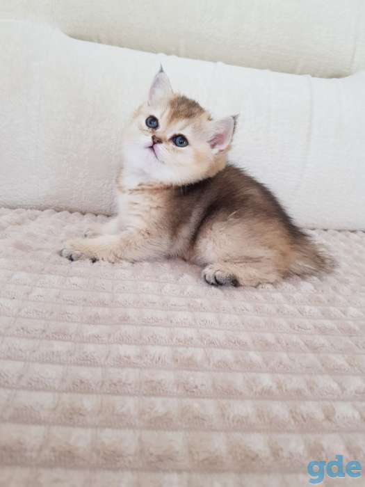 Чистокровные шотландские котята, фотография 7
